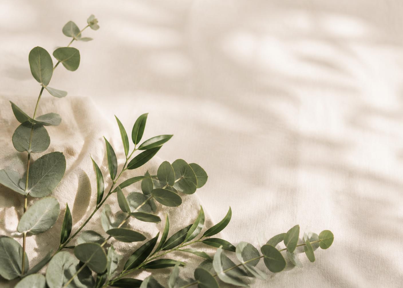 Eucalyptus sprigs arranged on warm cream linen in soft morning light